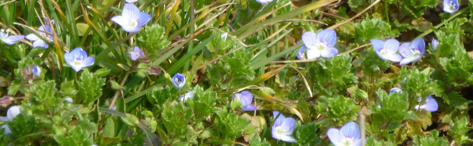 small light blue flowers of speedwell of Persia surrounded by green leaves