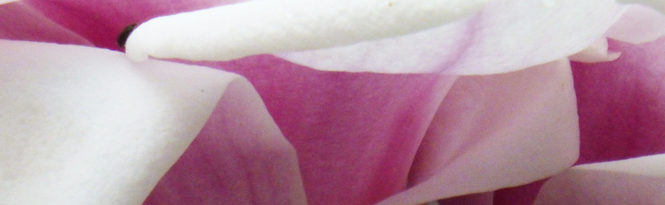 Ausschnitt aus rosa-weißen Magnolienblüten