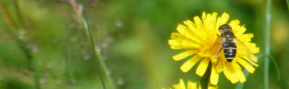 a bee on a bright yellow dandelion, fuzzy background of green grass