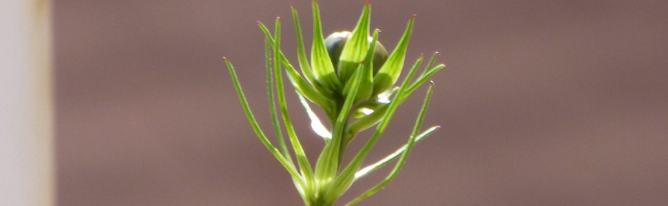 green bud with tiny leaves growing towards the light