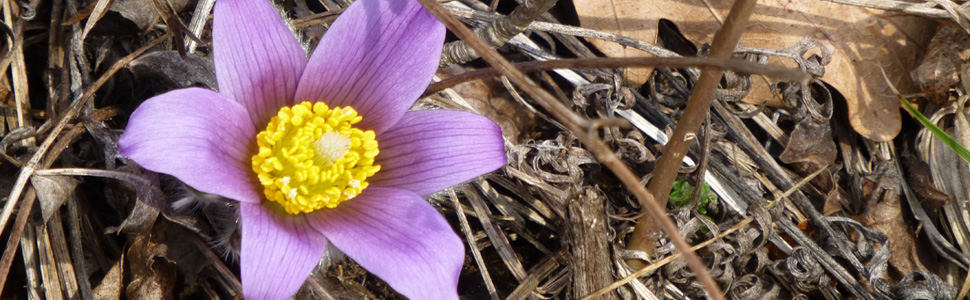 weit geöffnete rosafarbene Blüte einer Kuhschelle vor trockenen braunen Ästen und Laub im Frühling