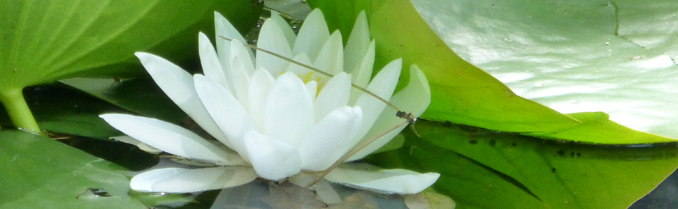 eine Seerosenblüte, die sich im Teich spiegelt umrahmt von grünen Blättern