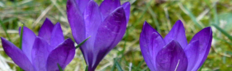 Ausschnitt von violetten Krokusblüten auf Wiese